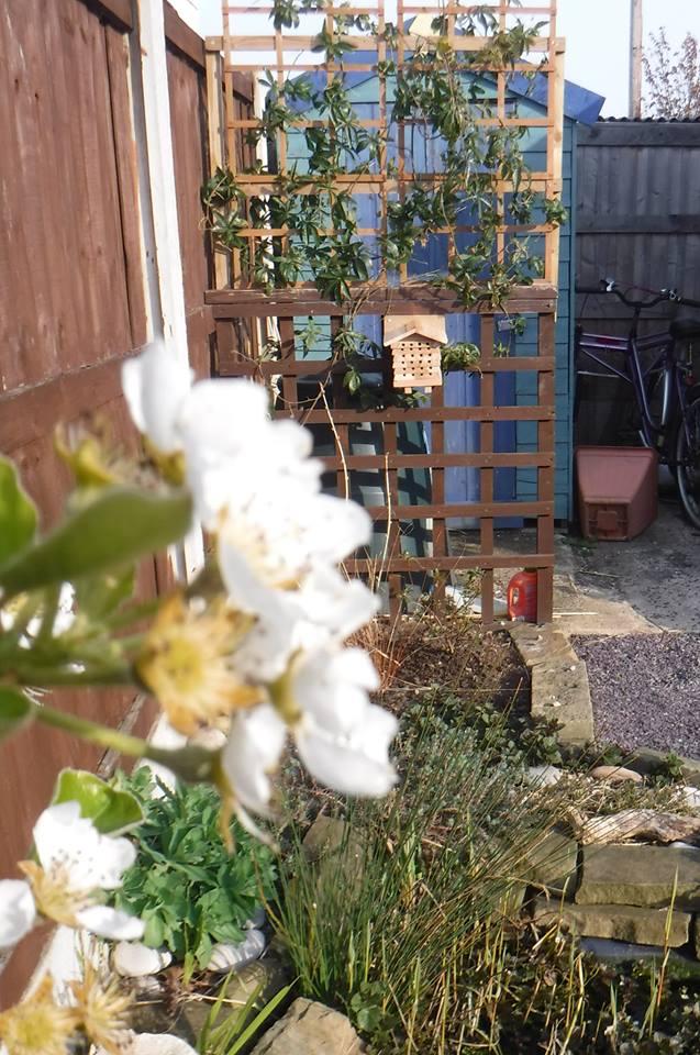 A couple of early #SundayMorning pictures in #Prestatyn showing our new solitary bee home in position near a good source of water, pollen &amp; mud.

Plus the old bug house that has a number of holes that have been used over winter, it is going to be interesting seeing what develops.