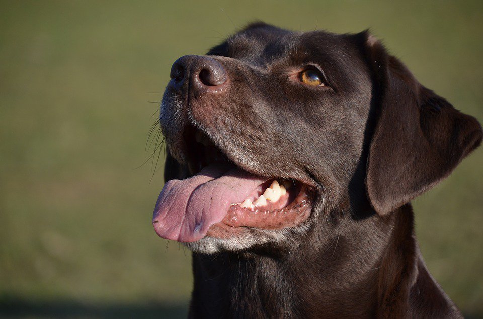 BritishVets's tweet photo. #Chocolate can be poisonous to pets, especially dogs, so make sure any #Easter treats are stored securely out of reach of inquisitive noses to avoid an emergency trip to the vet #petadvice #petpoison   https://t.co/fcLM6l27OI https://t.co/lcR1hiSvGa