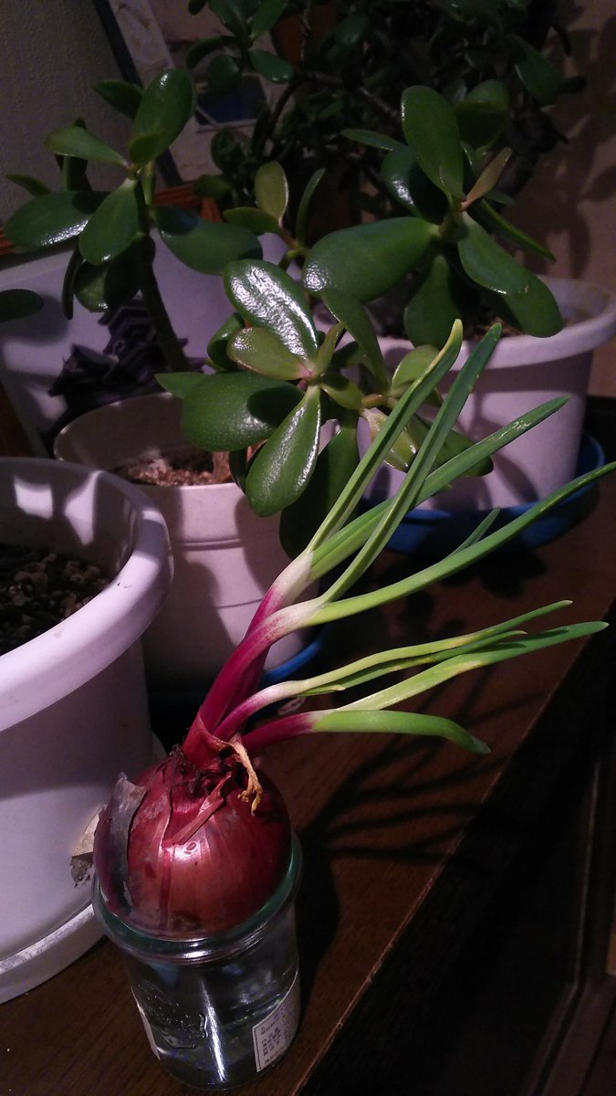 ゆきうお たまねぎから芽が出てしまい 調べてみたら水耕栽培できるとあったのでさっそくやってみた 芽は食べられるらしいんだけど たまねぎの花を見てみたいってのが育てる理由 葱坊主も好きなんだよね