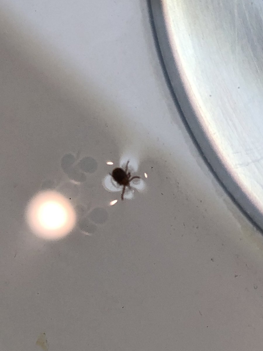 Dragoner در توییتر 散歩から帰ってお犬様の目の周りを拭いていたら なんかゴミみたいなものが付いている なかなか取れないのでダニ を疑って ダニ取り用具で取ってみたらマダニだった 早目に捕まえられて良かった