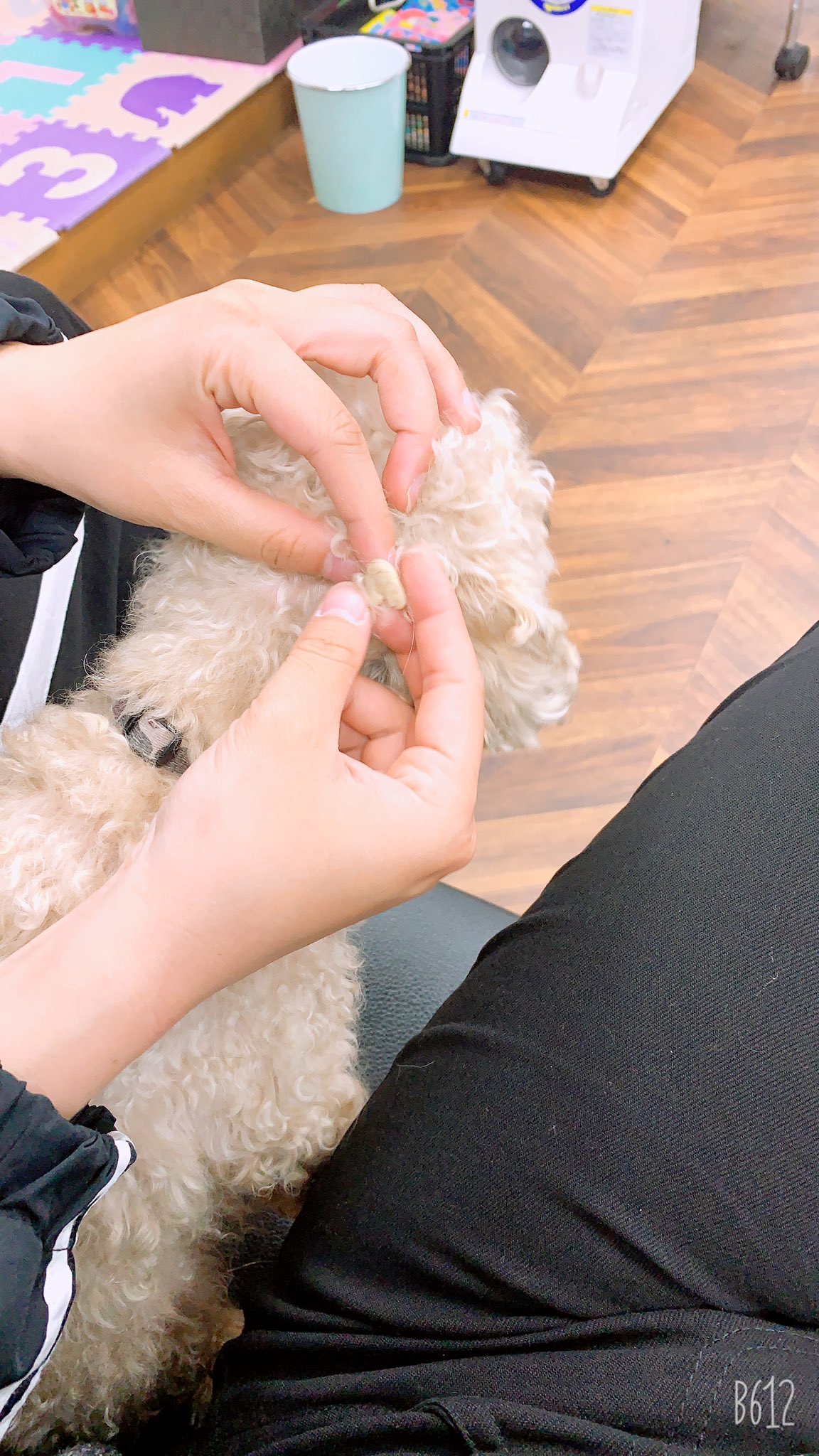 تويتر なっちんこ على تويتر 子供のカット来た 看板犬はいつもここにくる 愛嬌良すぎる かわええ ほんでどこにガム付けとんねん 美容院がホームならカットしてもらえ 美容院 看板犬 子供カット ガムついてる カットしろよ 愛嬌良すぎる かわいい 犬