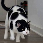 前世は豆大福かと思うような模様のにゃんこさん