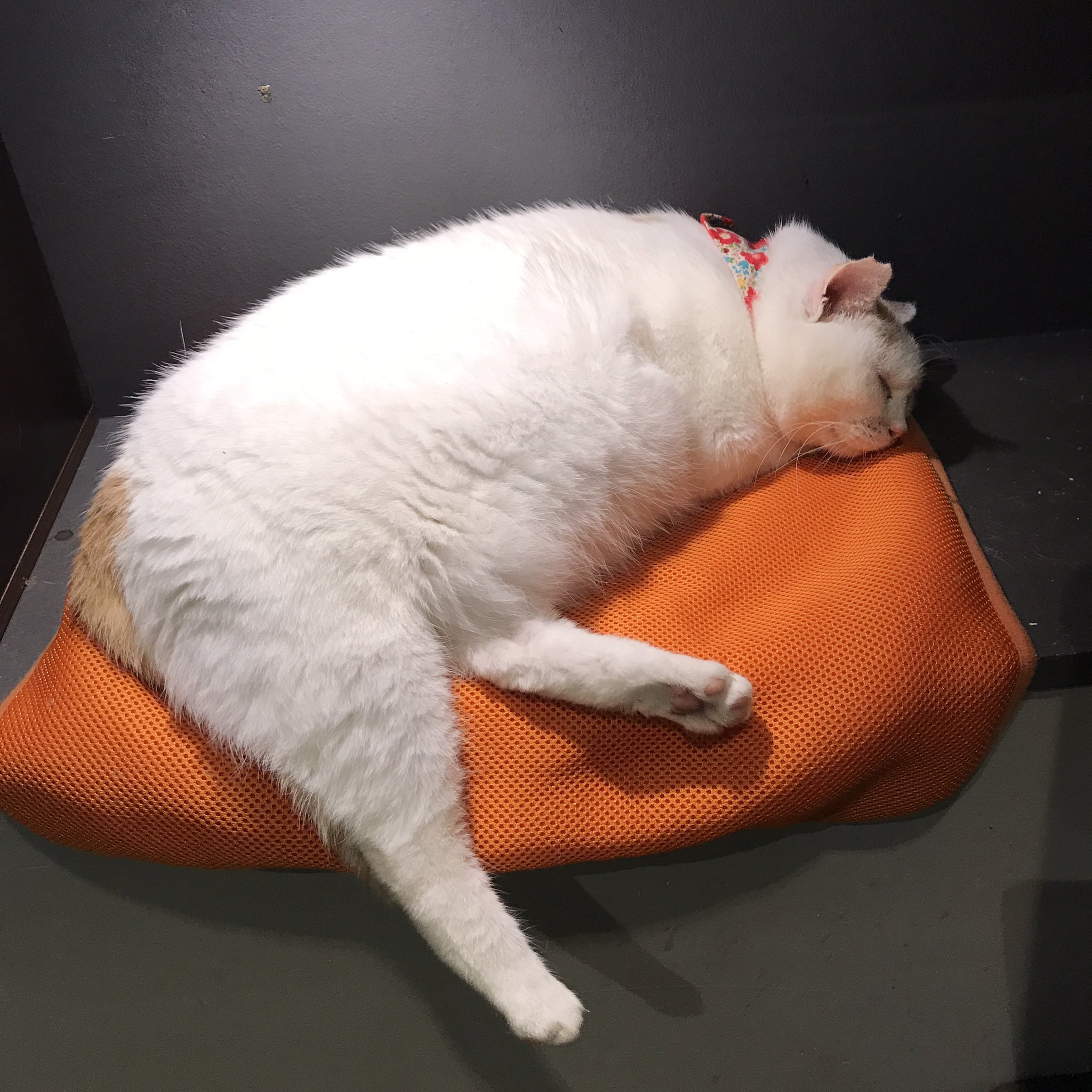 保護猫カフェ Aro Hogonecocafearo Twitter