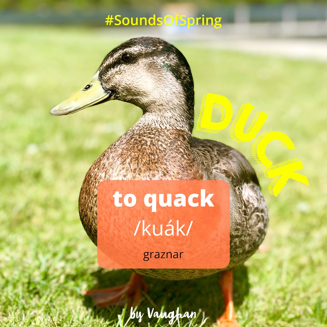 GrupoVaughan's tweet image. ¿A qué suena la primavera?🌸🦆 Veréis que en inglés es más intuitivo: el sonido que hace el pato es “quack quack”, ¿no? 😉 #SoundsOfSpring

¡Descubre tu nivel de inglés con nuestro test!
👇👇👇
ow.ly/4SPs50pEbg8