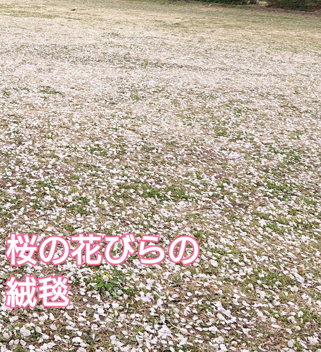 桜の花びらの絨毯 Hashtag On Twitter