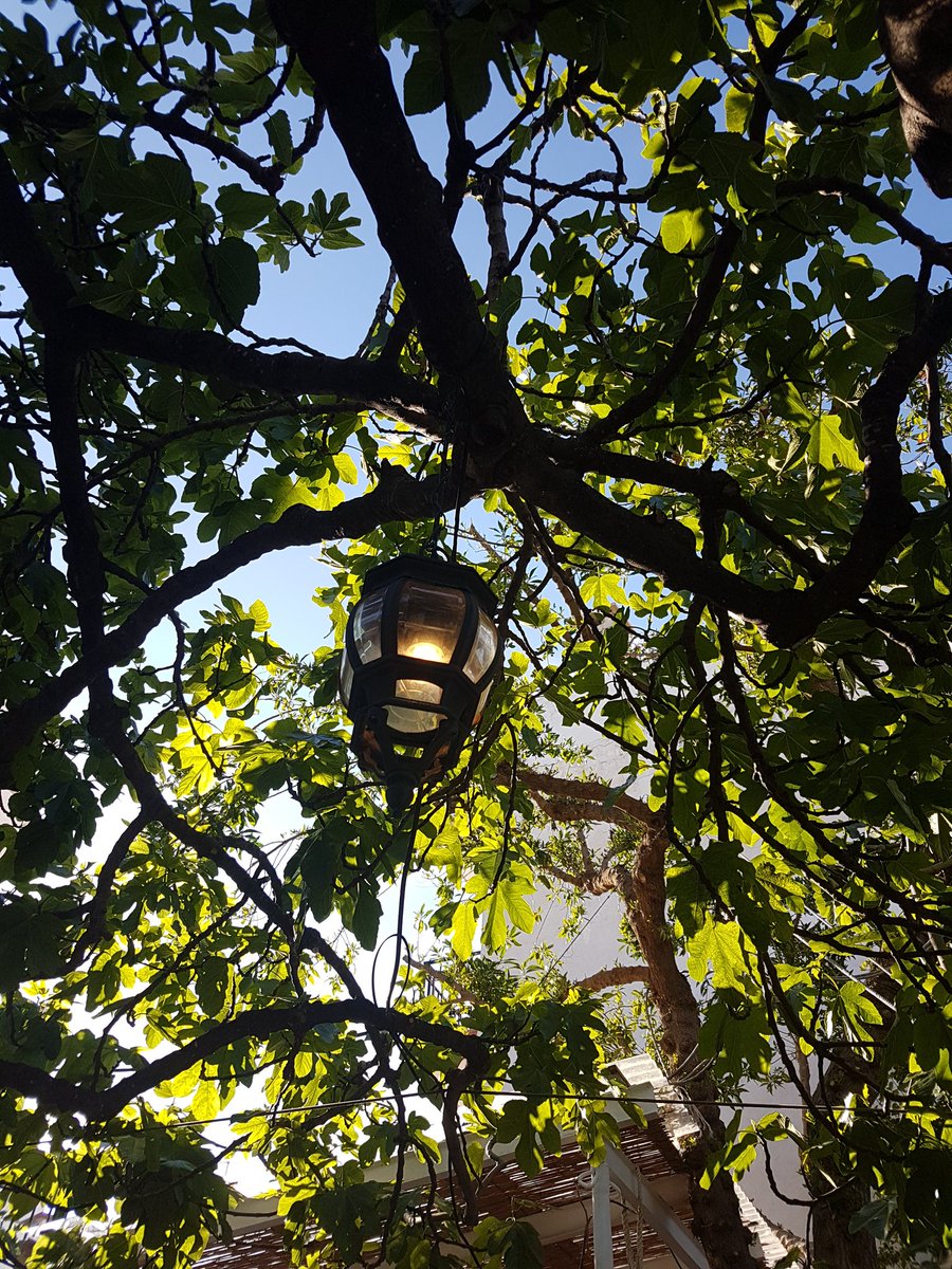 mesodweezil's tweet photo. A particular treat in Port de Pollenca was finding the Restaurant Bellaverde with beautiful vegan/veggie food to enjoy beneath the fig trees #bellaverde #vegan https://t.co/BPSsdjpTEJ