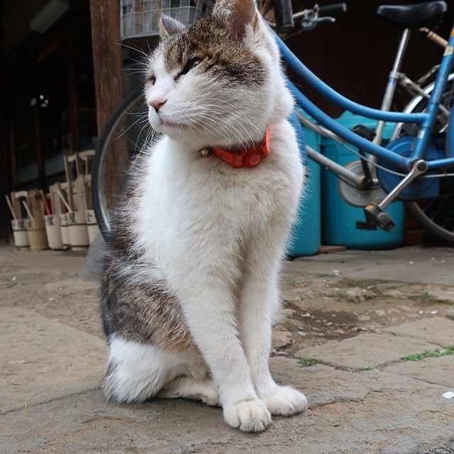 谷中の猫スポットってどこ 東京 谷根千エリア 谷中 根津 千駄木 猫目撃エリア８選 ねこもち