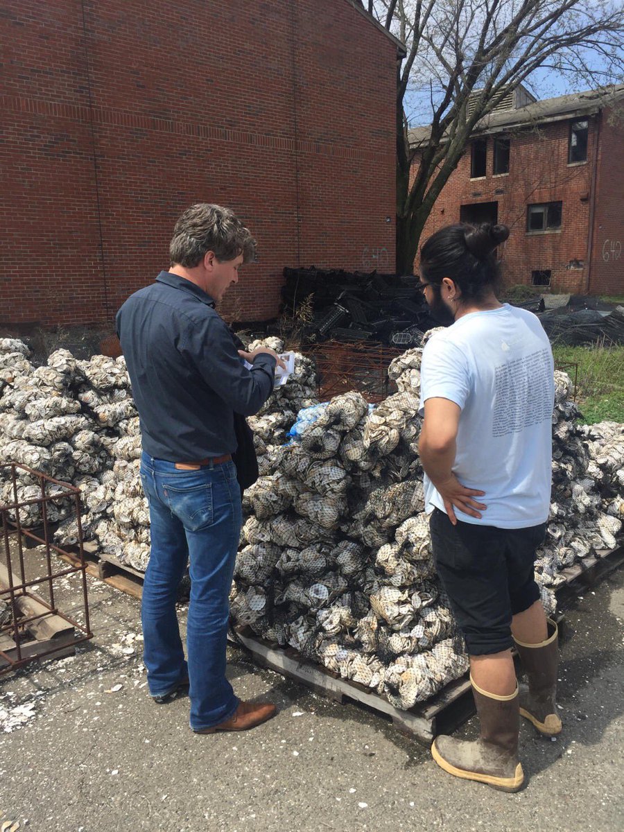 WaardenburgEco's tweet photo. #BureauWaardenburg and #BESEproducts visiting #Billionoysterproject and #NYharborschool to exchange knowledge about #oyster restoration and testing bio-degradable ecosystem restoration products. #Governorsisland
#offshore #2019IPF #WindWaterWorks #Naturerestoration Carter Craft https://t.co/lNYvLGdZMU