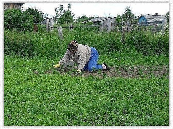 Работа на грядках прикольные картинки, деда внучке