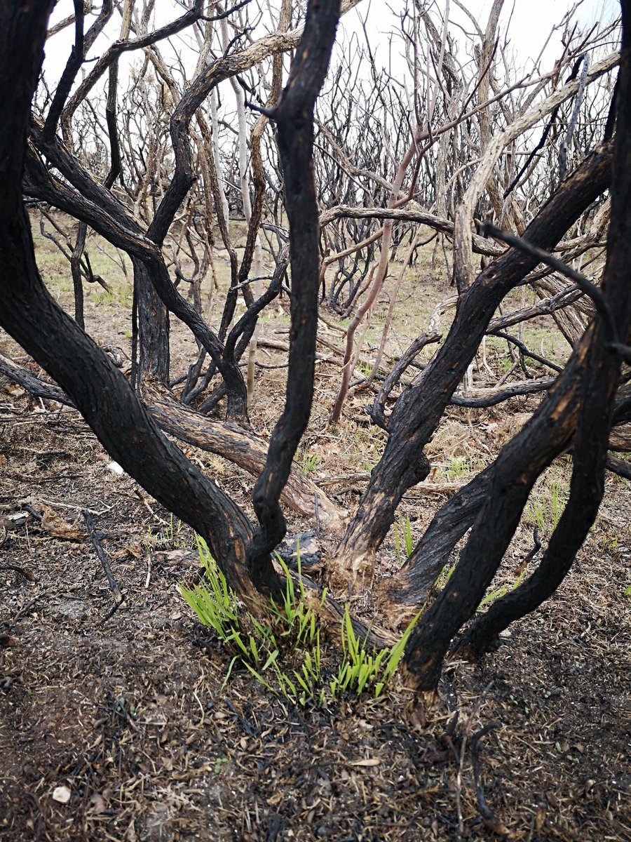 jehanna3's tweet photo. Walking yesterday came across one of this years burn sights. Within weeks new shoots of grass are appearing underneath burnt gorse.

Burning the long leggy, dead gorse regenerates it. Soon there will be new healthier gorse sprouting, improving this site for all kinds of animals. https://t.co/LLm02bzO2N