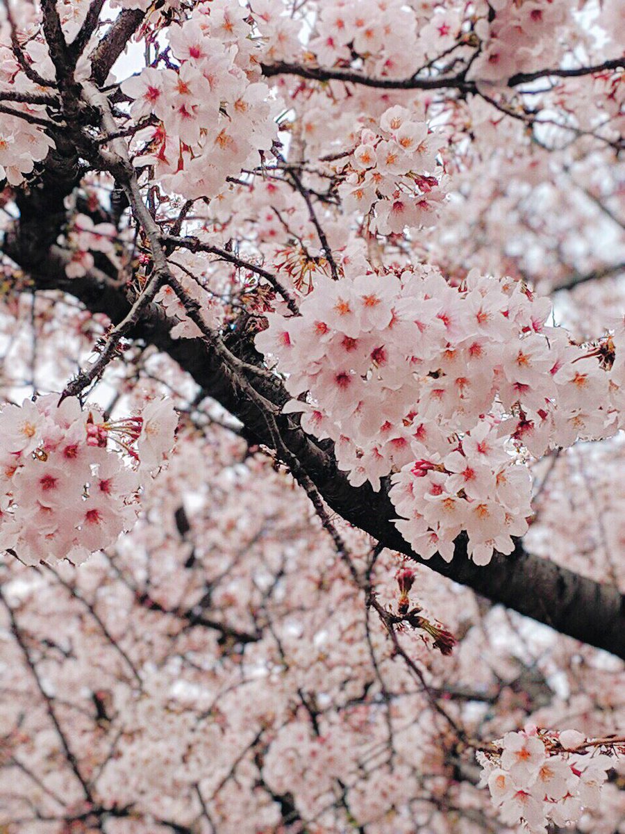 【現在の受注状況】
２０１９年６月中旬納品のご依頼を締め切らせて頂きました。
以降はご予約という形でお請けすることが可能です。

桜、今年は見頃が長くて沢山楽しめました🌸