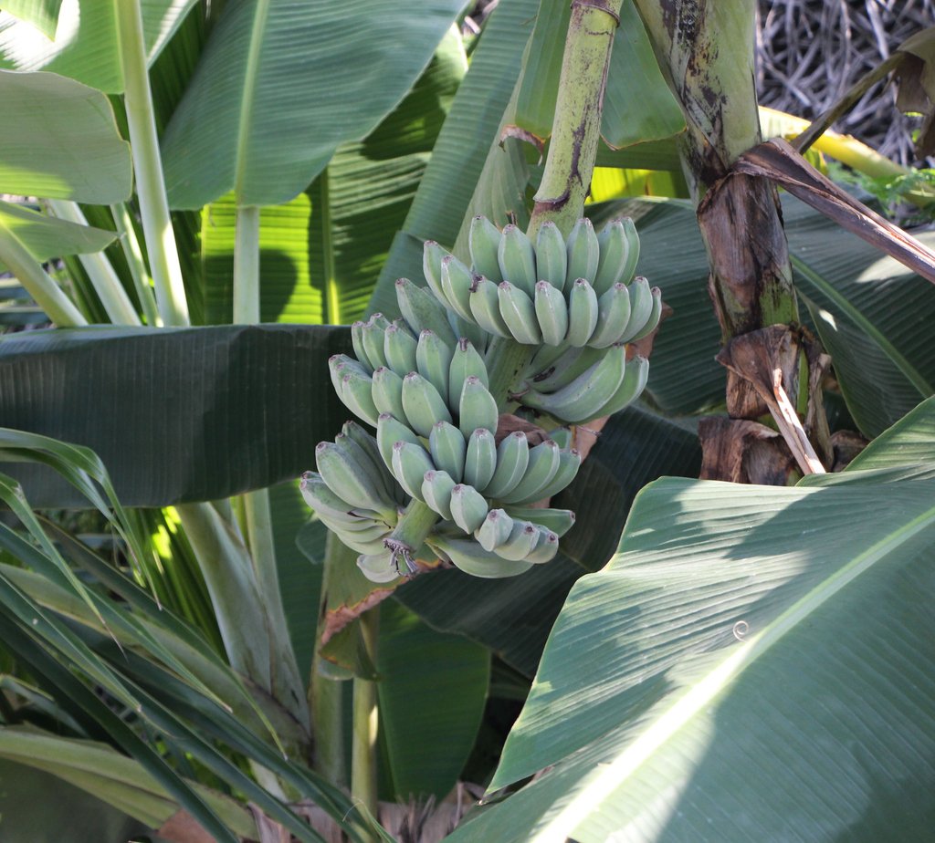 FabOrg2's tweet photo. 🍌Another brother from our Bionutrient Mother 😁
Full fledged bananas growing in our unit's garden with out bio nutrient from the #Calotopis plant. The stem insects have disappeared and the banana plants look healthier than ever before. 
#bionutrient #bio #eco #faborg #veganwool https://t.co/N1AMfRR1Kq