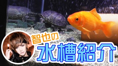تويتر B P Records على تويتر B P Rch公開しました 金魚や亀を飼いたいけど留守中のお世話どうしよう とお悩みの方必見 ツアー中も安心 智也こだわりの水槽を大公開 智也のブクブク水槽動画 T Co Aim5uhoehv T Co Ffv9a00uxs