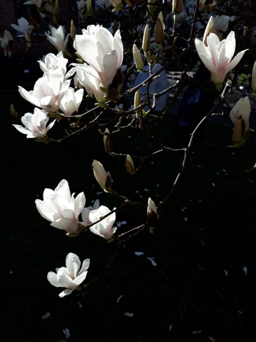Mfenlondesign's tweet photo. I just adore this beautiful photo of the magnolias in Belgium, taken by my dear friend Branca Lina Urta - spring has sprung! https://t.co/iIpZ5xrsvL