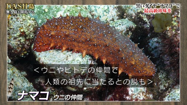 Dash島に新たな特産品が誕生 無人島のナマコで高級珍味 このわた このこ 作りに挑戦 鉄腕dash Togetter Dash島に新たな特産品が誕生 無人島のナマコで高級珍味 このわた このこ 作りに挑戦 鉄腕dash Togetter