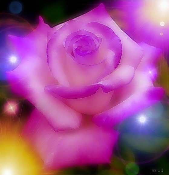 anod9669's tweet photo. Happy Sunday...
#happyweekend #HappySunday #flower #roses #pink #Purple #pinkroses #purpleroses https://t.co/Em1wb3HuX7