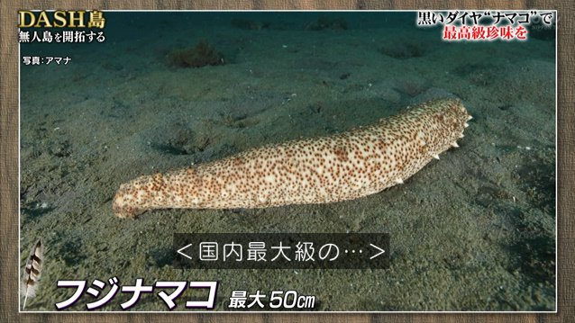Dash島に新たな特産品が誕生 無人島のナマコで高級珍味 このわた このこ 作りに挑戦 鉄腕dash Togetter