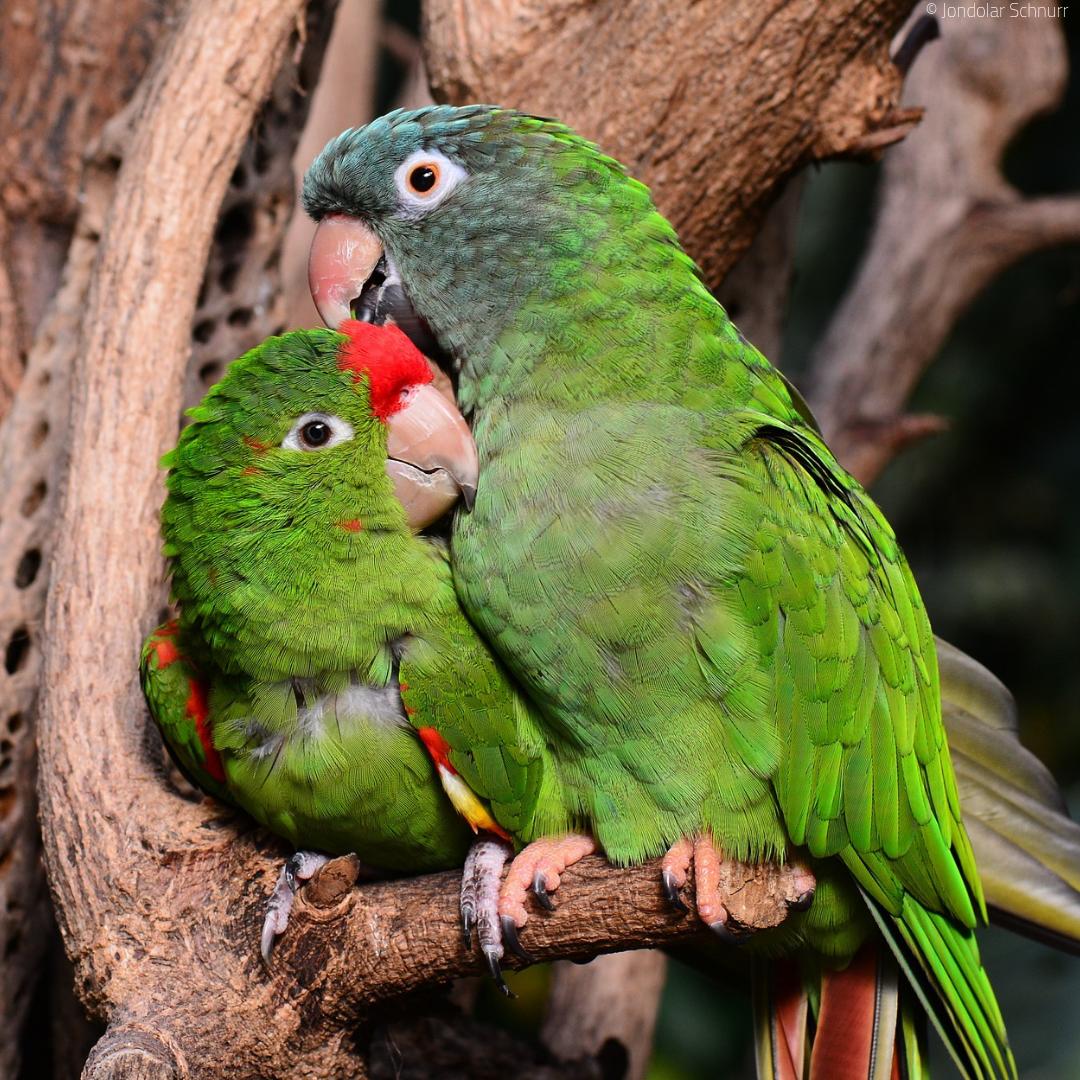 Parrots are the pets. Попугаи. Влюбленные попугайчики. Пара попугаев. 2 Попугая.