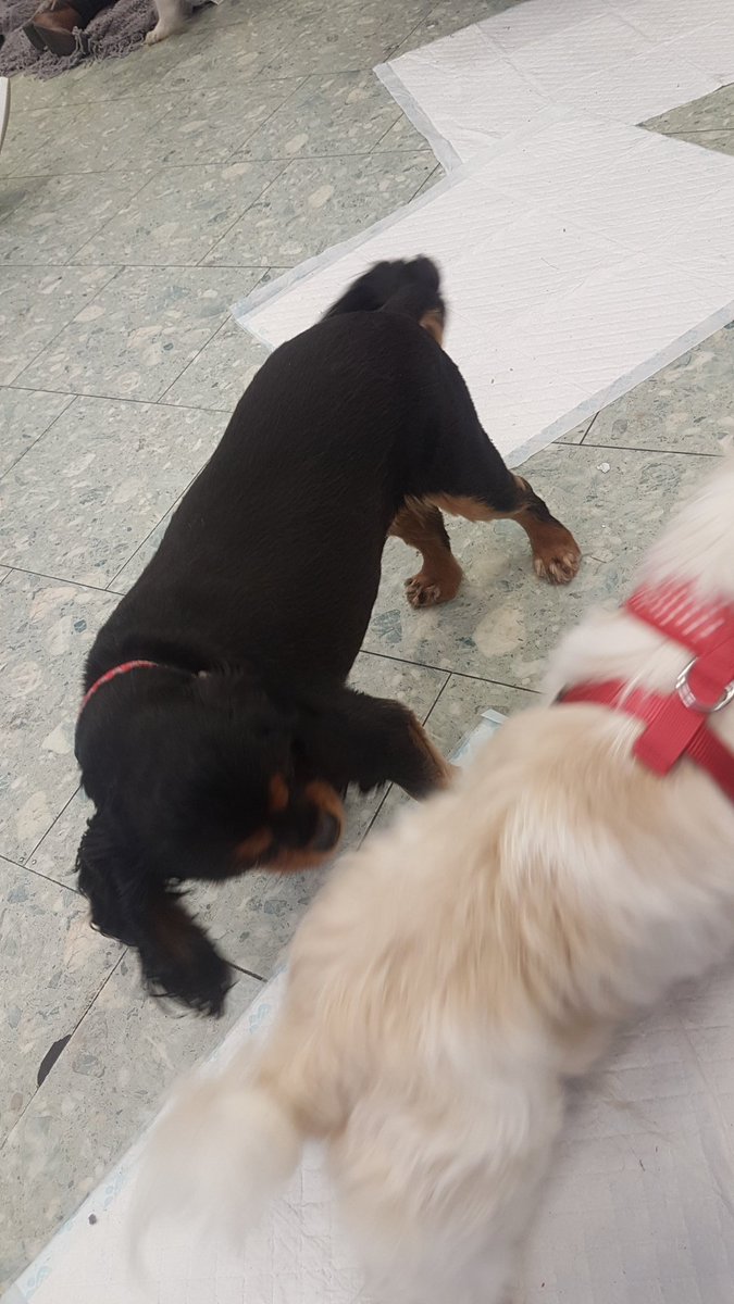 EimearBoggs97's tweet photo. Great day yesterday voluntering with Cavaliers In Need loads of gorgeous wee dogs that have been abused or neglected who are now in foster homes was a great turn out for those who came to see them to give them cuddles and played with them ππΆ #CavaliersInNeed https://t.co/Qo5aGs1nKb