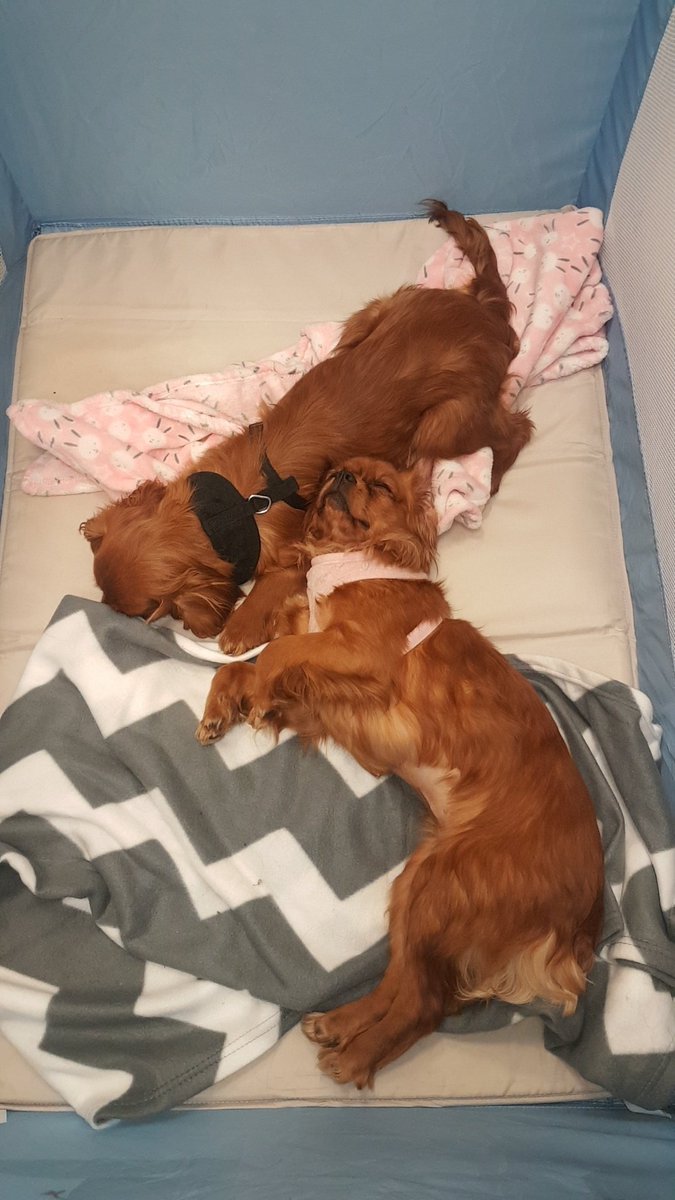 EimearBoggs97's tweet photo. Great day yesterday voluntering with Cavaliers In Need loads of gorgeous wee dogs that have been abused or neglected who are now in foster homes was a great turn out for those who came to see them to give them cuddles and played with them ππΆ #CavaliersInNeed https://t.co/Qo5aGs1nKb