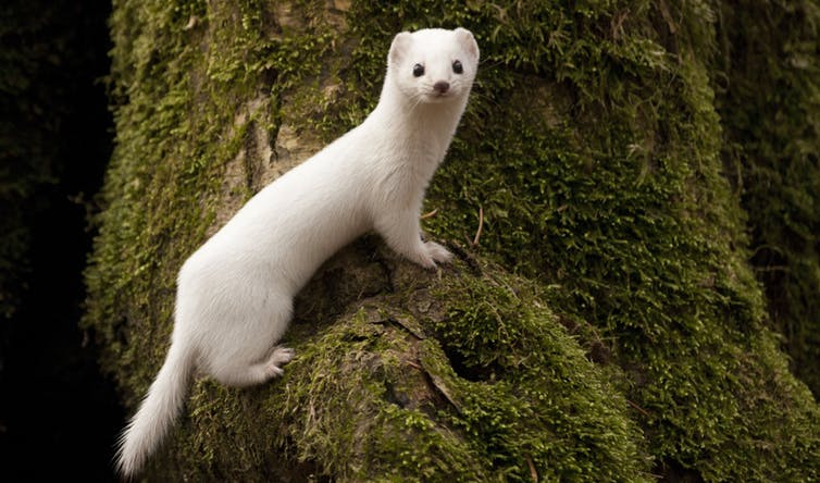 Climate change has left weasels with mismatched camouflage: wildlifearticles.co.uk/climate-change…