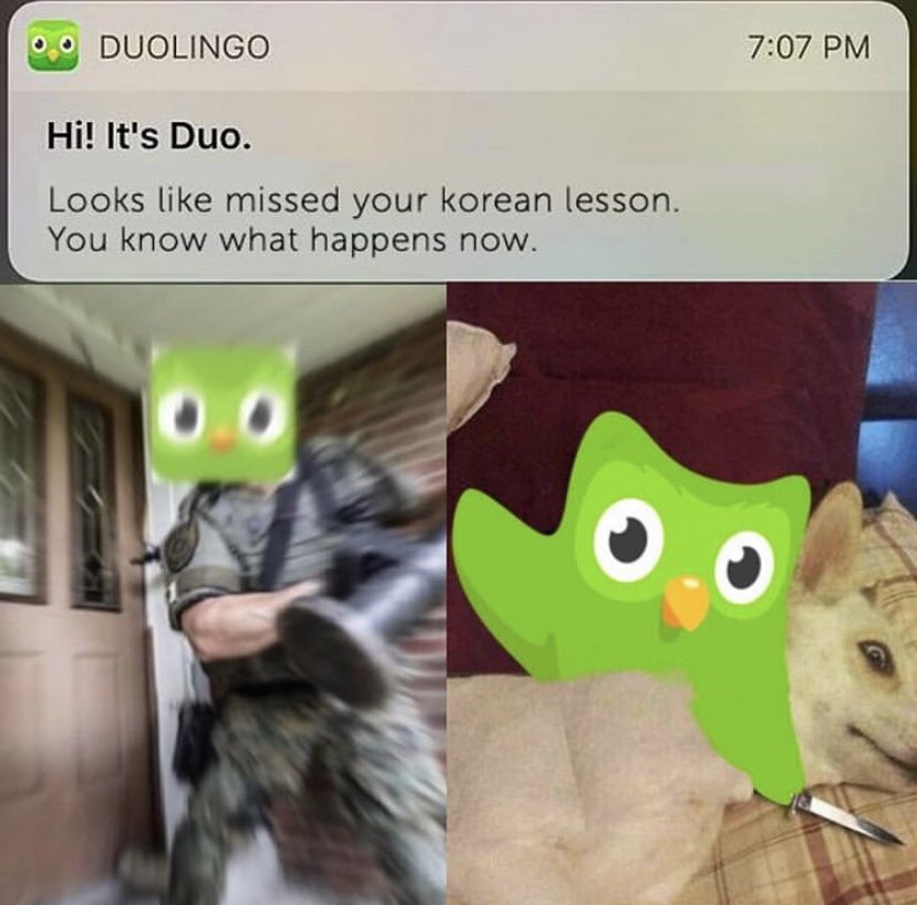 Duolingo 34. Duolingo мемы. Совенок Duolingo. Дуолинго прикол. Сова Дуолинго Мем.