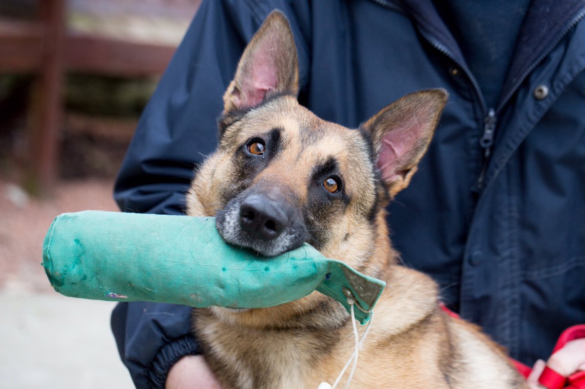 RSPCANW's tweet image. Kay has been with us for a long time. She desperately needs a home with someone who is experienced in her breed. Kay is such an affectionate dog once she gets to know you.