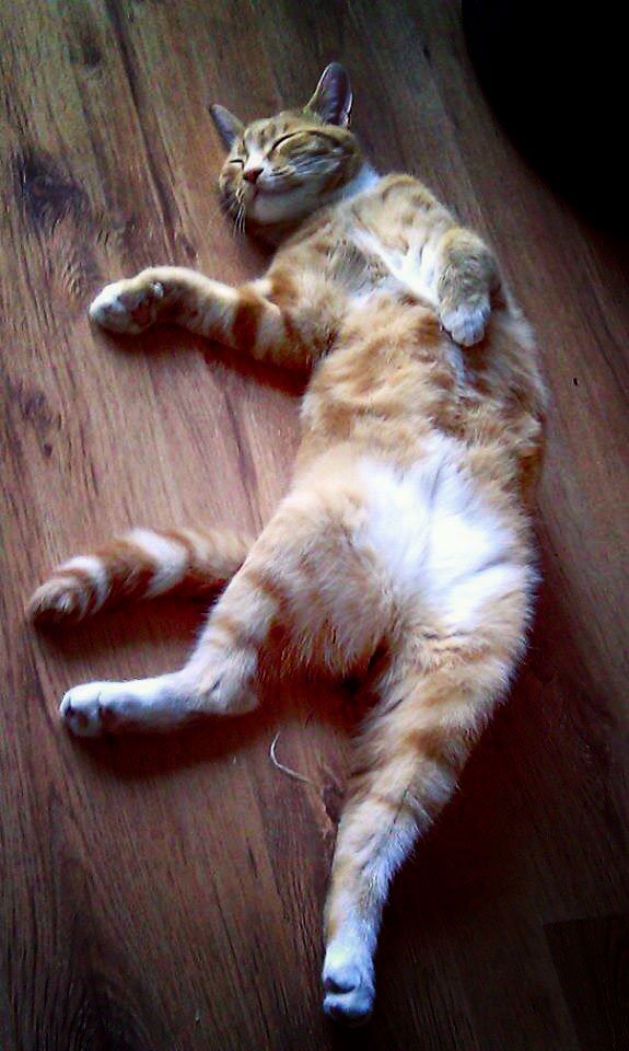 CCRDrive's tweet photo. Researchers in Japan have discovered something about cats that every owner had always suspected.
According to Atsuko Saito and her team; after studying felines at home and in cat cafes, cats recognise their names when you call, they just ignore you.
🐱 
(New Scientist 13-04-19) https://t.co/ljyvNBYJtY