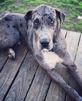 Hamilton, MS Missing Dog - This Great Dane named "Tank" is missing after last night's tornado.  The owners are in the hospital recovering and hoping that their dog is found safely in the coming day.