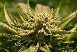 boş nefes çekmeeee