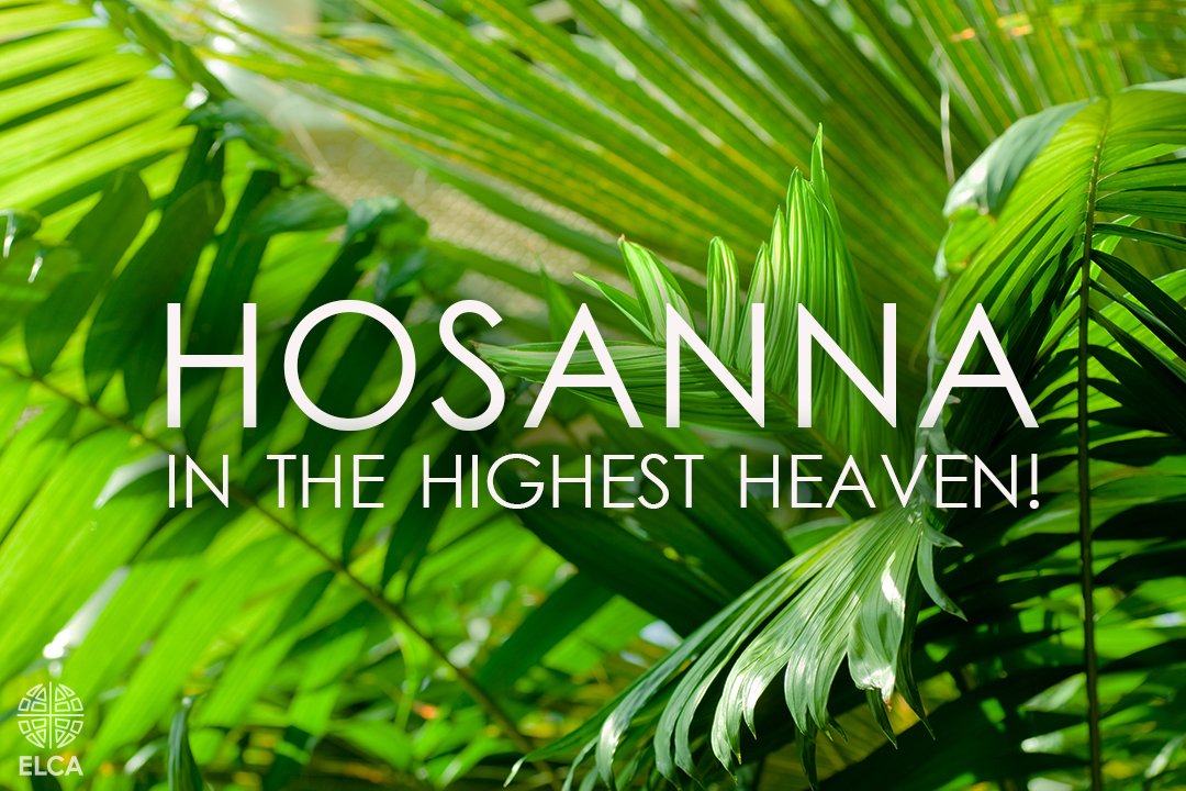 The whole multitude of the disciples began to praise God joyfully with a loud voice for all the deeds of power that they had seen, saying, “Blessed is the king who comes in the name of the Lord! Peace in heaven, and glory in the highest heaven!” (Luke 19:37-38) #PalmSunday