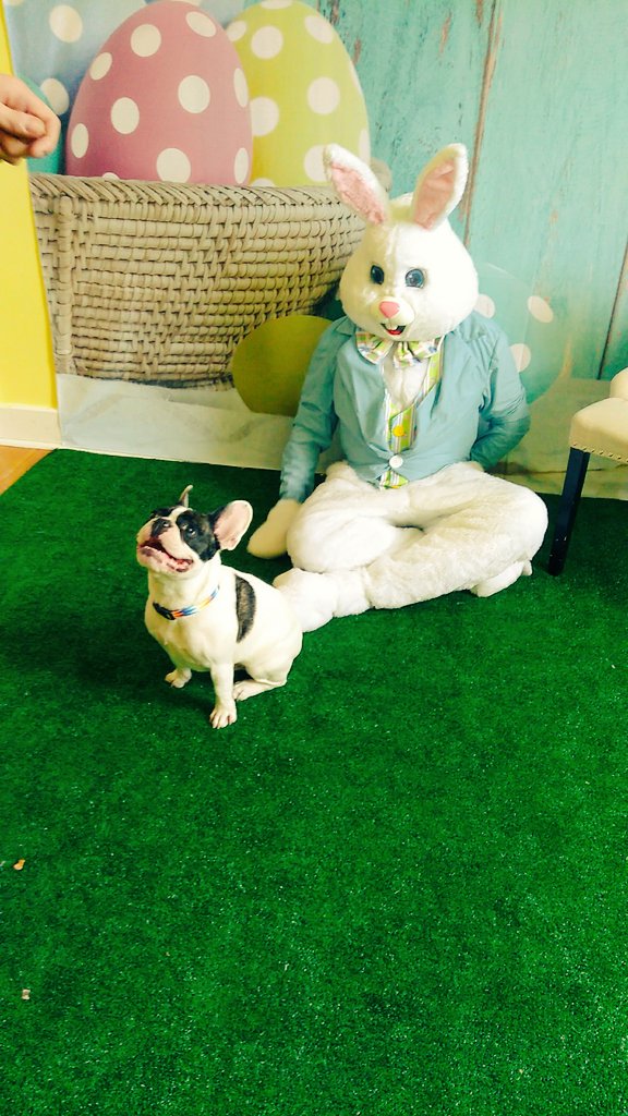 FinleyFrenchie's tweet photo. This half human half easter bunny caught me at the barkery in grafton ma. its all good i got some delicious treats out of the deal !  #caughtredpiggiepawed #ilovethisplace #dogfriends #dogsoftwitter #earsforyears #hesgotbiggerearsthanido! https://t.co/zRssVQQHOM