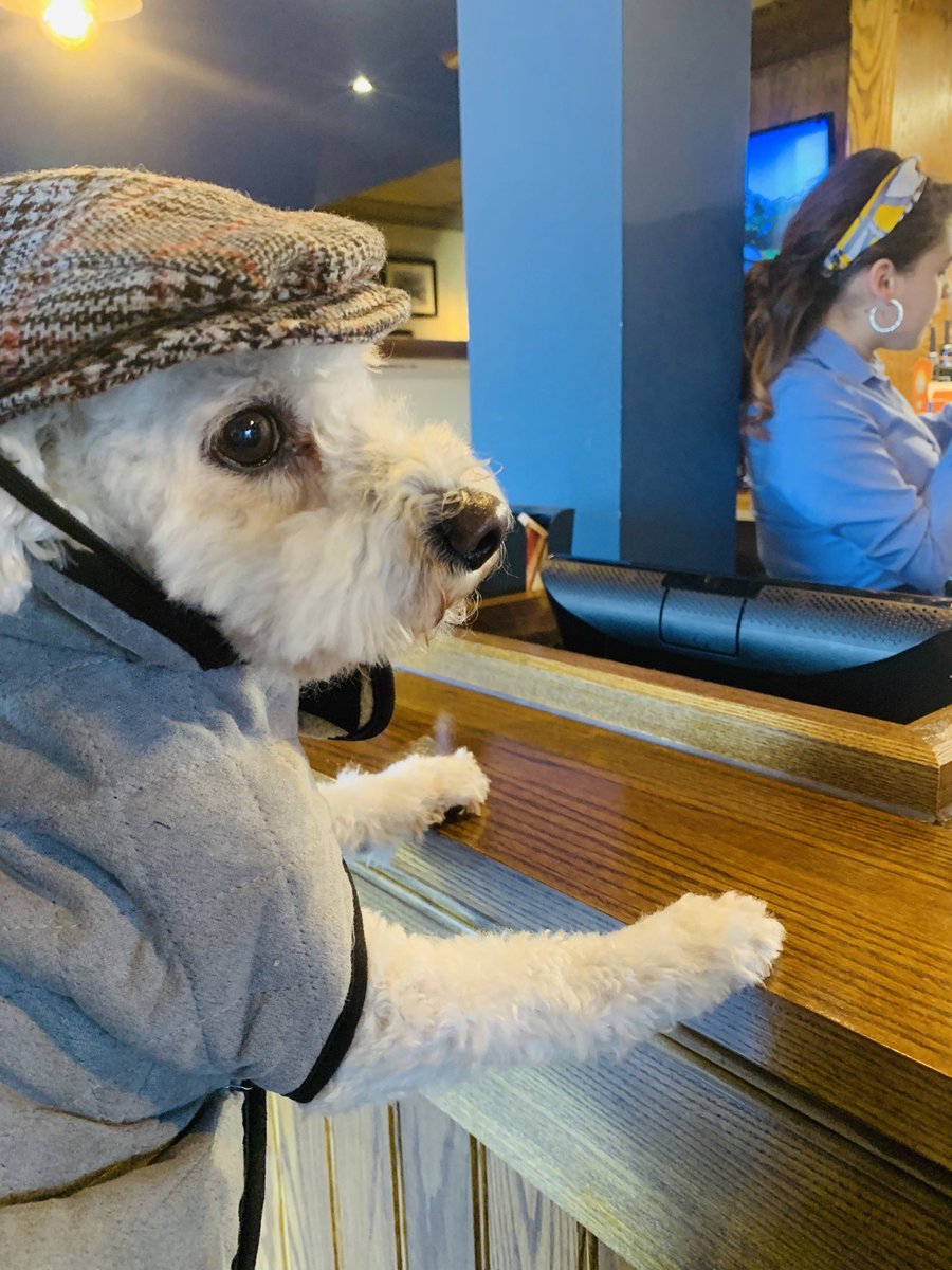 danieldaviesRPL's tweet photo. Our Rockpoint Leisure Director of Cuddles @ItsArchieD6 is at the JA having a 🍺 @punchpubs @pupaid @marcthevet @Lucy_Cavalier @SarahCloverBar #Dog #Dogs #Pub #Tavern #dogsoftwitter #DogsofTwittter @RSPCA_official @GDlpool @B_K_W @MattParti @guidedogs https://t.co/PdzYG3GQsG
