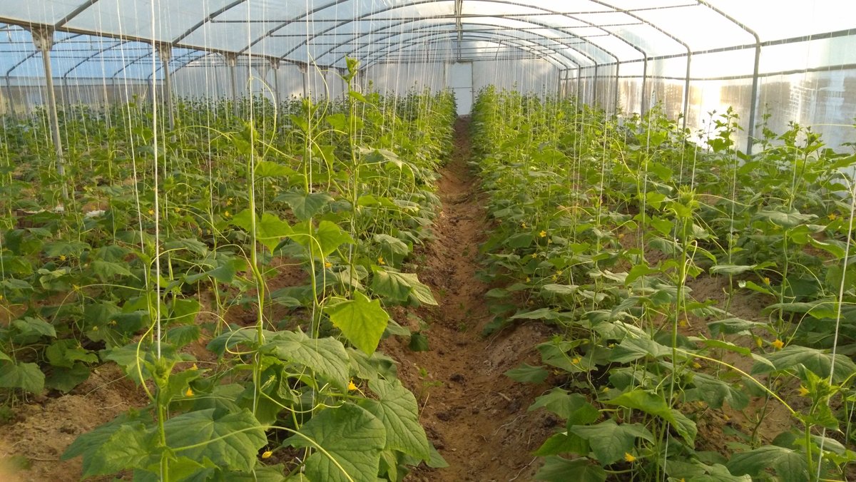 FAOEgypt's tweet photo. الممارسات الزراعية الجيدة تصب في مصلحة 👨🌾👩🌾، وتُسهم في زيادة إنتاجية المحاصيل 🍅🥒🌶️🥬 مما يؤدى إلى تحسين مستوى المعيشة للعاملين
للمزيد 👈 https://t.co/4uRKLBOvA8
#القضاء_على_الجوع #LWDays https://t.co/s0BRnNZpF1