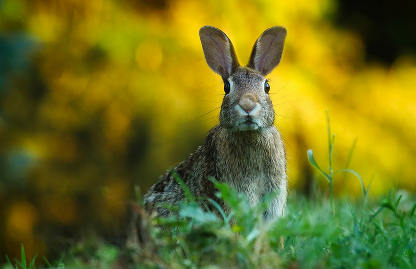 Ostereiersuchen in der Göhrde <a href="/Waldmuseum/">Naturum Göhrde</a> 21. &amp; 22. April 2019 - dazu Landfrauenkuchen und Kaffee - Wer hat Augen wie ein Luchs und schafft es, alle Eier im Naturum zu finden? Für die richtig genannte Anzahl gibt es eine kleine Überraschung!
 mehr unter facebook.com/events/2245761…