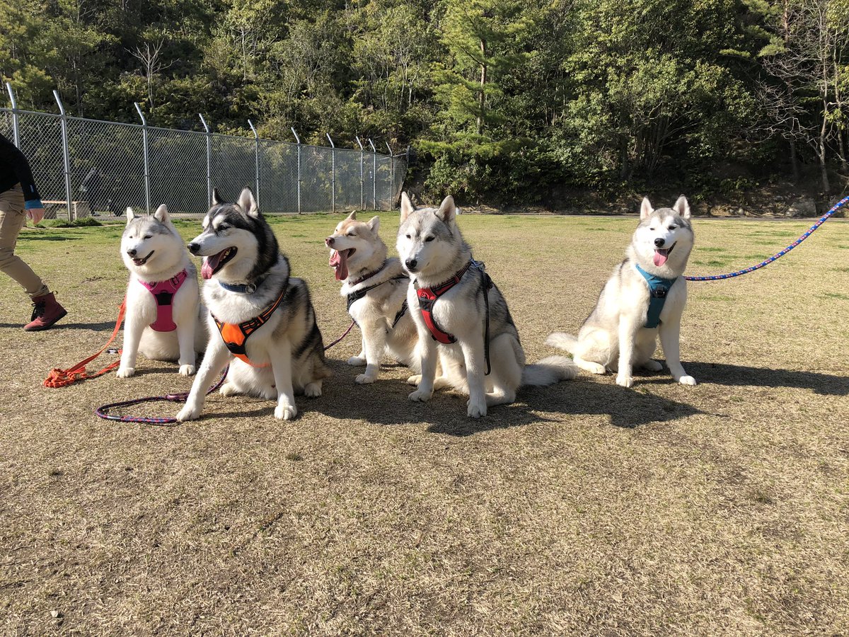 ニポニポ Go Go در توییتر イッテqで犬ゾリ バイカル湖に行ってみたいので もふもふ戦隊 ハスキージャーでチーム組んでみます ハーネスブルー ライリー Kmtme ハーネスピンク シルビア Xxhama2 ハーネスオレンジ ニコ Nagigola ハーネスオレンジ えんじ ニポニポ Go Go در توییتر イッテqで犬ゾリ バイカル湖に行ってみたいので もふもふ戦隊 ハスキージャーでチーム組んでみます ハーネスブルー ライリー Kmtme ハーネスピンク シルビア Xxhama2 ハーネスオレンジ ニコ Nagigola ハーネスオレンジ えんじ
