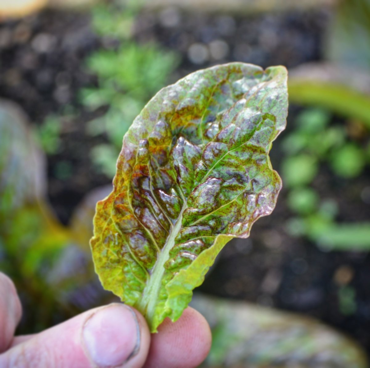 Seed To Feed tweet media