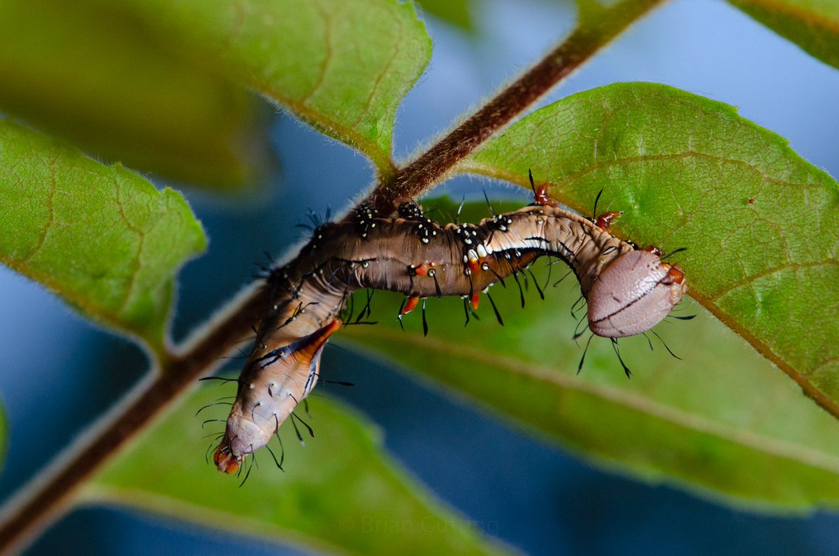 BrianTCutting's tweet photo. Had a great bug-walk today. Can't quite decide who wins the day - these Ropalidia paper wasps, or the Wattle Notodontid caterpillar. https://t.co/PrNjxMEHe3