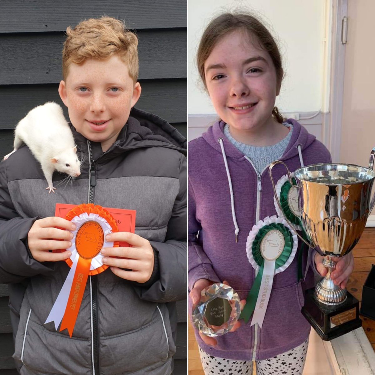 NFRSoc's tweet image. Our junior exhibitors had a great day at the Spring Cup Show yesterday. 
Both Lewis and Jasmine pictured below had great results 🏆
Jasmine won Best Stud Buck and Best Junior with her rat Michael (Silver Fawn).
Lewis won Best Junior Owned Pet with his rat Roger (Faded Roan).