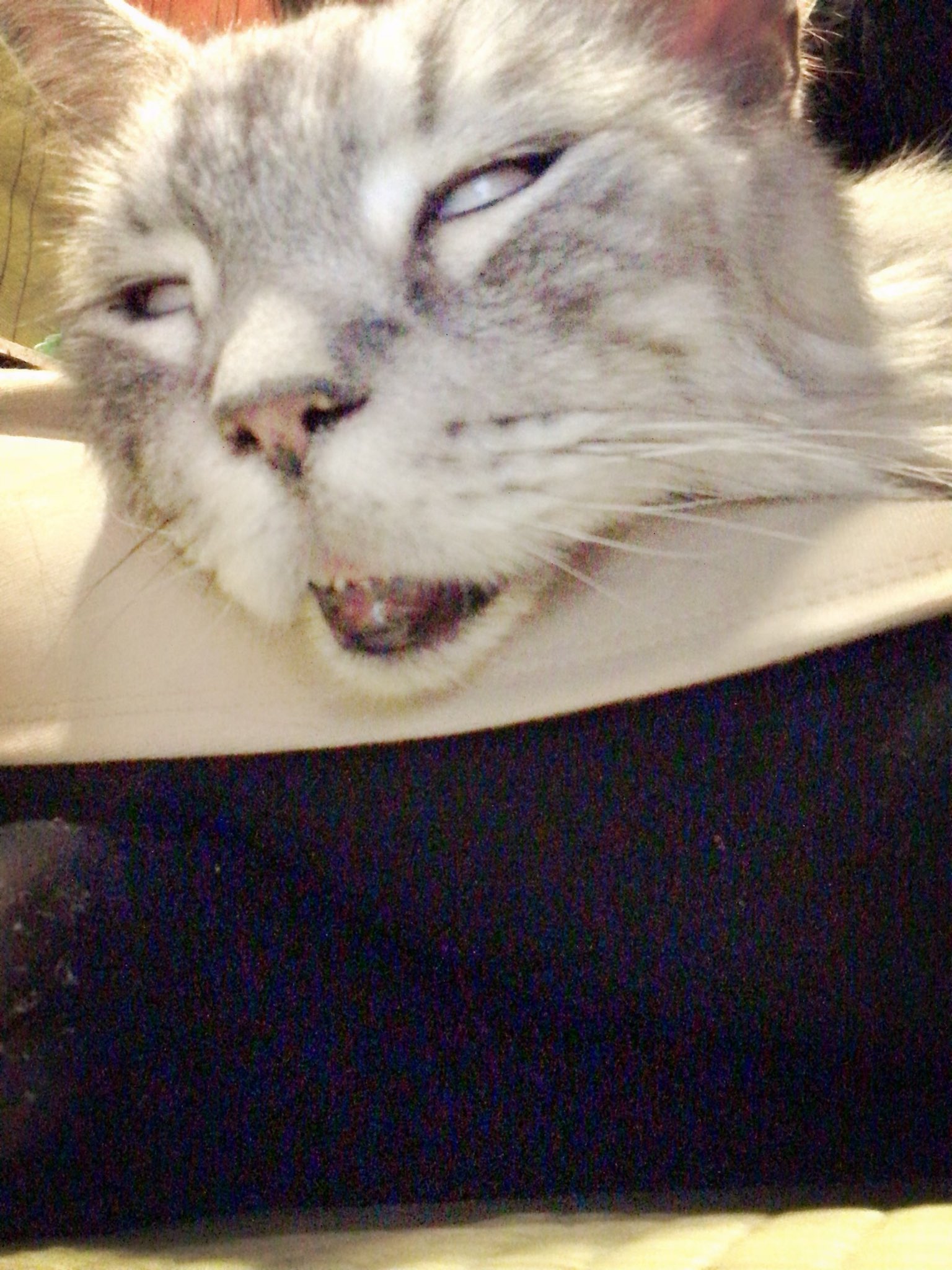 北ヶ丘みーこ V Twitter 子猫じゃない方の子の寝顔が凄かった 寝顔ブサイク選手権 猫の写真へたくそ選手権