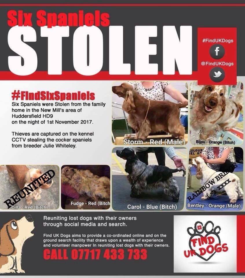 Hoping with more eyes on Twitter with #FacebookDown #instagramdown and #WhatsApp down more will help #findsixspaniels Three still missing Bijou, Carol and Fudge! Two are safe but so sadly Bentley died from the injuries inflicted by his captors #STOLEN over 1 year ago