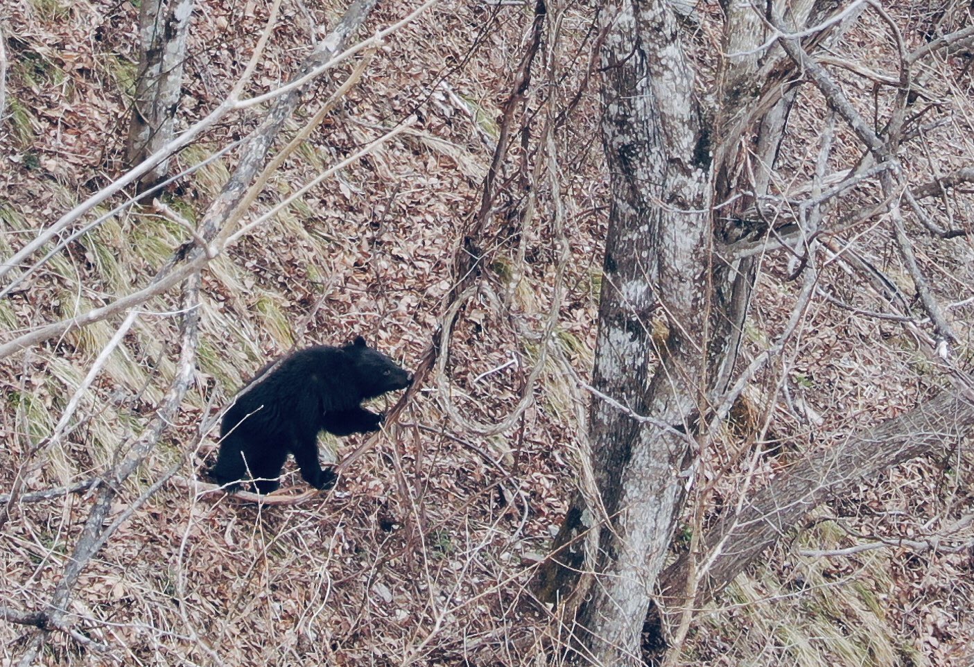 Yoshi いつものクマ山で 今日冬眠穴から出てきたばかりのツキノワグマを確認 肩や脇腹の毛がまだ濡れていました 動作は緩慢で 一日中半径30mの範囲内に居て 地面にわずかに生えている草を食べたり オニグルミの枝やヤマブドウのツルをかじったりして