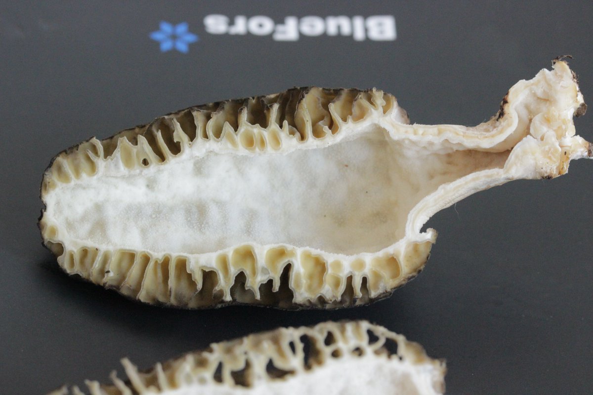 RPilze's tweet photo. Morchella elata agg.
#Morchellaelataagg. #Morchellaelata #Hohemorchel #morchel #morille #morilles #morel #morels #mushroom #mushrooms #fungus #fungi #pilz #pilze #champignons #champignon #nature #natur #gruga #grugapark #essen #ruhrgebiet #ruhrarea https://t.co/5jmE5KW3wm