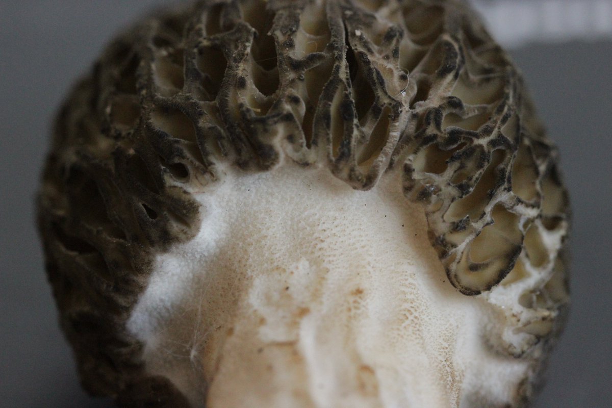 RPilze's tweet photo. Morchella elata agg.
#Morchellaelataagg. #Morchellaelata #Hohemorchel #morchel #morille #morilles #morel #morels #mushroom #mushrooms #fungus #fungi #pilz #pilze #champignons #champignon #nature #natur #gruga #grugapark #essen #ruhrgebiet #ruhrarea https://t.co/5jmE5KW3wm