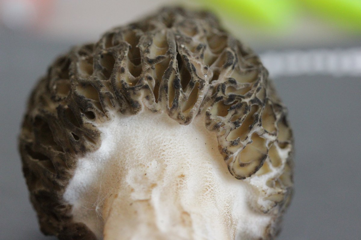 RPilze's tweet photo. Morchella elata agg.
#Morchellaelataagg. #Morchellaelata #Hohemorchel #morchel #morille #morilles #morel #morels #mushroom #mushrooms #fungus #fungi #pilz #pilze #champignons #champignon #nature #natur #gruga #grugapark #essen #ruhrgebiet #ruhrarea https://t.co/5jmE5KW3wm