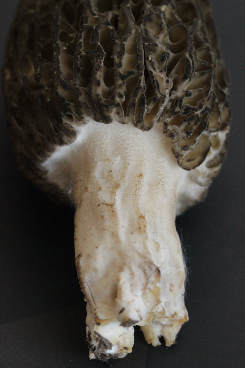 RPilze's tweet photo. Morchella elata agg.
#Morchellaelataagg. #Morchellaelata #Hohemorchel #morchel #morille #morilles #morel #morels #mushroom #mushrooms #fungus #fungi #pilz #pilze #champignons #champignon #nature #natur #gruga #grugapark #essen #ruhrgebiet #ruhrarea https://t.co/5jmE5KW3wm