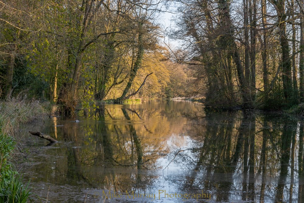 MikeMurrayPhoto's tweet photo. First time out in 'The Shire' in the early morning for a long time. Early light through the trees today at Farnborough Lakes. https://t.co/OXvh8vAFVE