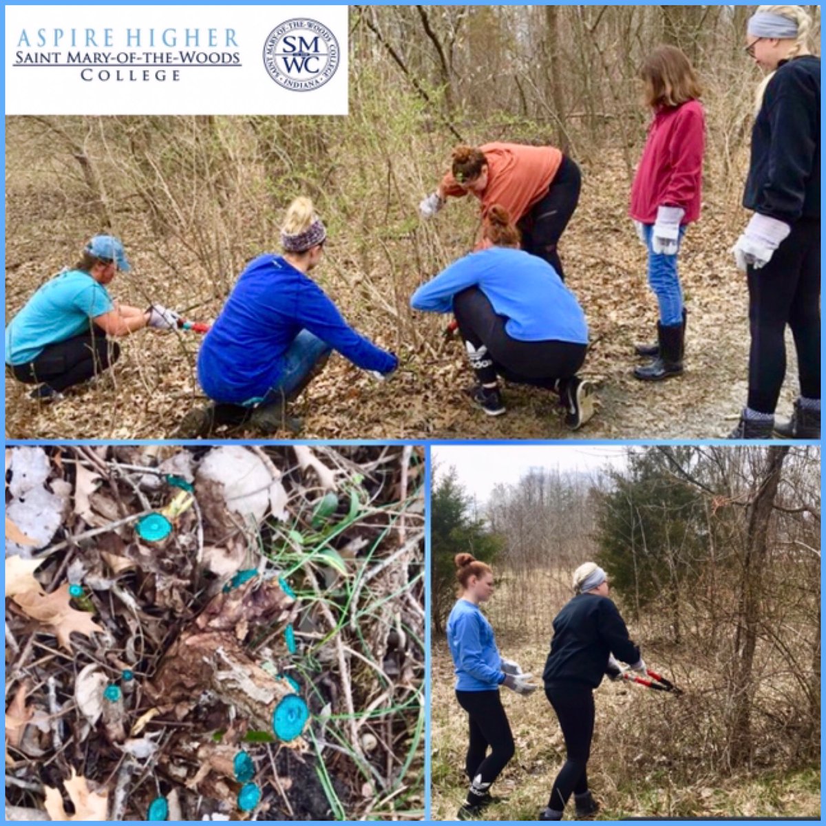 AMUscience's tweet photo. Removing #multiflorarose, #honeysuckle, & #autumnolive around @smwc campus today. Be sure to ✔️ out the list of #invasivespecies for your state, & help do your part by removing and/or not planting them! https://t.co/gsRBA7tg2k #AMUscience #SMWCscience #SMWC #exotics #invasives https://t.co/QpGDUE3Rw1