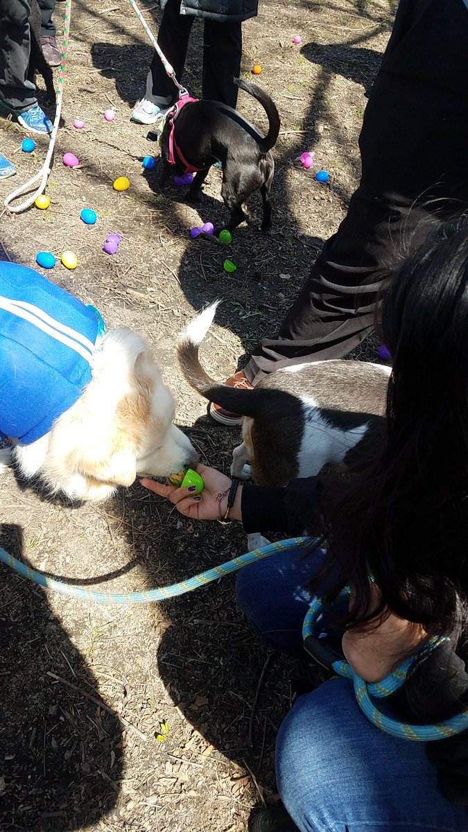 TravelByBubble's tweet photo. #Linus #GoldenMutt #dog #mutt #dogsofig #dogsofchicago #dogsofinstagram #petsofig #petsofchicago #cute #fluffy #whitegermanshepherd #petsofinstagram #SeniorPupSaturday #goodboy #dogpark #hornerpark #easteregghunt #easter https://t.co/muUIot6AwE