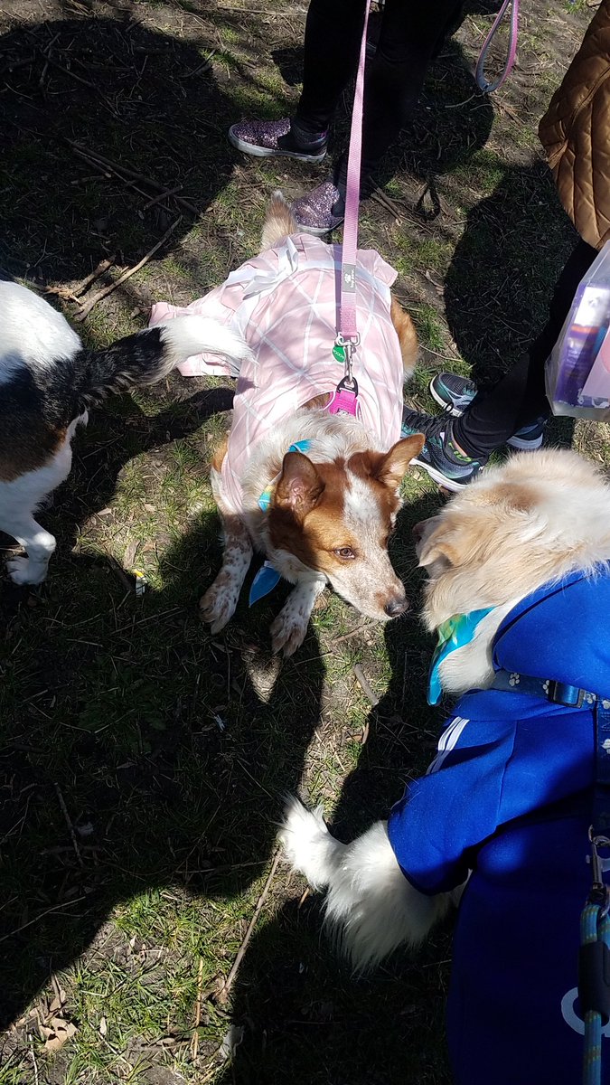 TravelByBubble's tweet photo. #Linus #GoldenMutt #dog #mutt #dogsofig #dogsofchicago #dogsofinstagram #petsofig #petsofchicago #cute #fluffy #whitegermanshepherd #petsofinstagram #SeniorPupSaturday #goodboy #dogpark #hornerpark #easteregghunt #easter https://t.co/0fi1wfeqCR